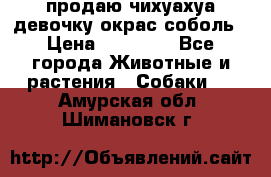 продаю чихуахуа девочку,окрас соболь › Цена ­ 25 000 - Все города Животные и растения » Собаки   . Амурская обл.,Шимановск г.